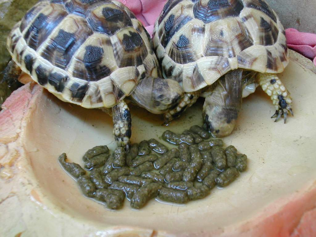 Que mange une tortue ? Nourriture pour tortue de terre Hermann